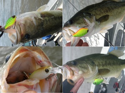 プロショップオオツカ バスフィッシング用品ネット通信販売 ブログ写真 2011/06/23