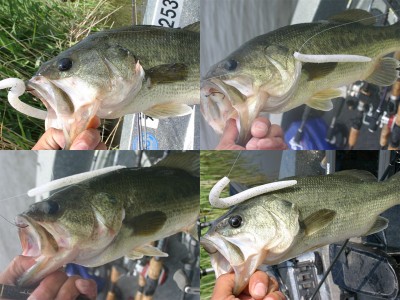 プロショップオオツカ バスフィッシング用品ネット通信販売 ブログ写真 2011/06/23