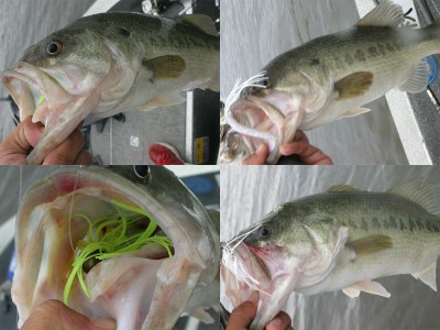 プロショップオオツカ バスフィッシング用品ネット通信販売 ブログ写真 2011/06/23