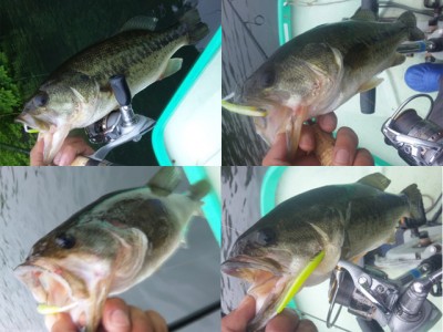 プロショップオオツカ バスフィッシング用品ネット通信販売 ブログ写真 2011/06/23