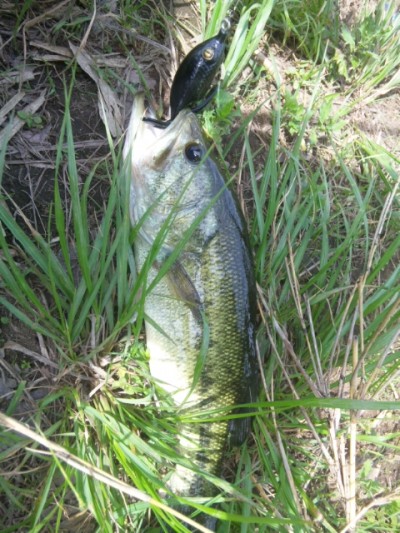 プロショップオオツカ バスフィッシング用品ネット通信販売 ブログ写真 2011/06/26