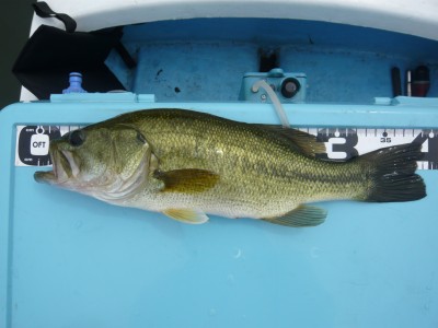 プロショップオオツカ バスフィッシング用品ネット通信販売 ブログ写真 2011/06/26