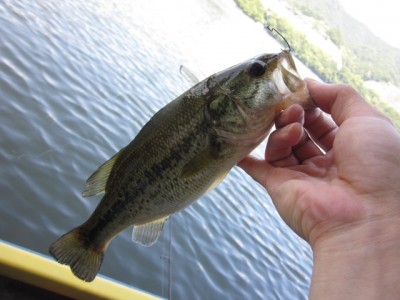 プロショップオオツカ バスフィッシング用品ネット通信販売 ブログ写真 2011/06/30