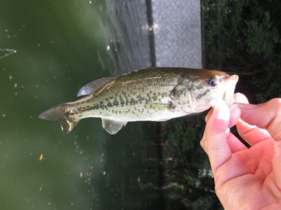 プロショップオオツカ バスフィッシング用品ネット通信販売 ブログ写真 2011/06/30