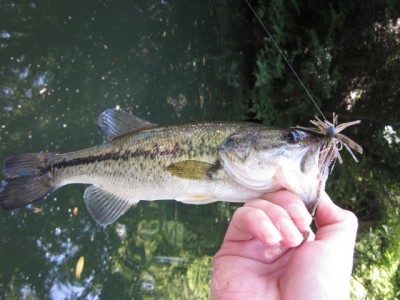 プロショップオオツカ バスフィッシング用品ネット通信販売 ブログ写真 2011/06/30