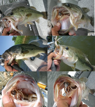 プロショップオオツカ バスフィッシング用品ネット通信販売 ブログ写真 2011/07/20