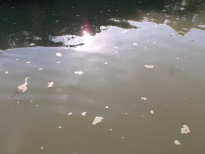 プロショップオオツカ バスフィッシング用品ネット通信販売 ブログ写真 2011/07/24