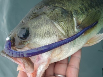 プロショップオオツカ バスフィッシング用品ネット通信販売 ブログ写真 2011/07/29