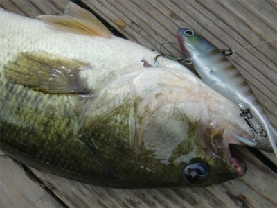 プロショップオオツカ バスフィッシング用品ネット通信販売 ブログ写真 2011/07/29