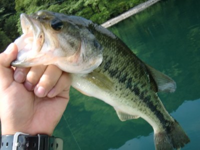 プロショップオオツカ バスフィッシング用品ネット通信販売 ブログ写真 2011/07/29