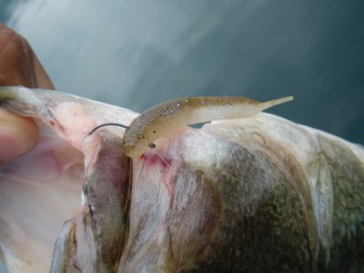 プロショップオオツカ バスフィッシング用品ネット通信販売 ブログ写真 2011/07/29