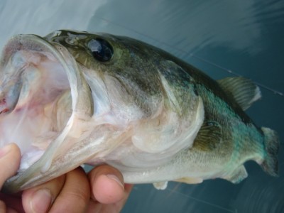 プロショップオオツカ バスフィッシング用品ネット通信販売 ブログ写真 2011/07/29