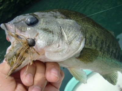 プロショップオオツカ バスフィッシング用品ネット通信販売 ブログ写真 2011/07/29