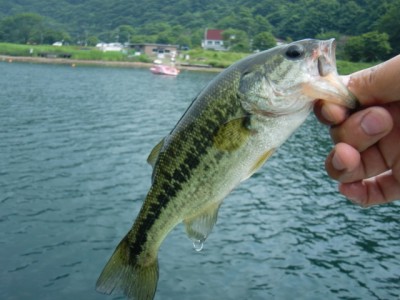 プロショップオオツカ バスフィッシング用品ネット通信販売 ブログ写真 2011/07/29