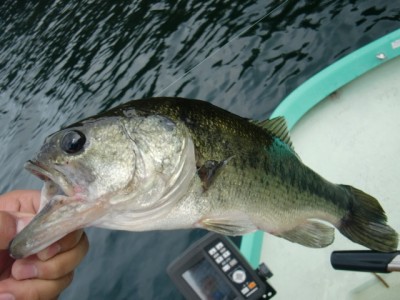 プロショップオオツカ バスフィッシング用品ネット通信販売 ブログ写真 2011/07/29