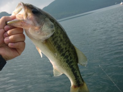 プロショップオオツカ バスフィッシング用品ネット通信販売 ブログ写真 2011/07/29