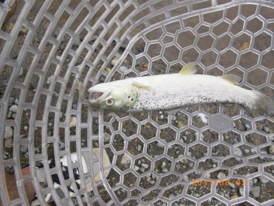 プロショップオオツカ バスフィッシング用品ネット通信販売 ブログ写真 2011/08/03