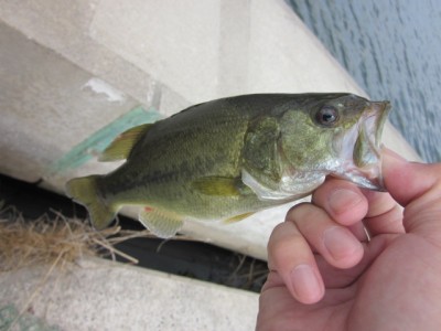 プロショップオオツカ バスフィッシング用品ネット通信販売 ブログ写真 2011/08/04