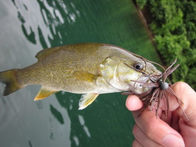 プロショップオオツカ バスフィッシング用品ネット通信販売 ブログ写真 2011/08/04