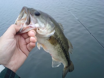 プロショップオオツカ バスフィッシング用品ネット通信販売 ブログ写真 2011/08/04