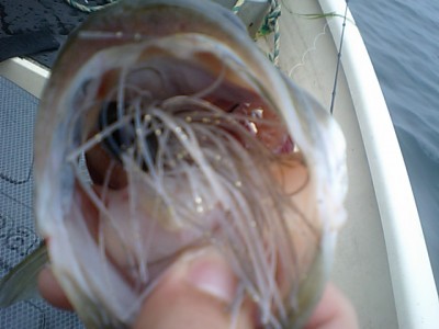 プロショップオオツカ バスフィッシング用品ネット通信販売 ブログ写真 2011/08/04