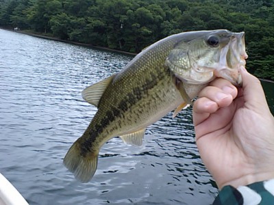 プロショップオオツカ バスフィッシング用品ネット通信販売 ブログ写真 2011/08/04