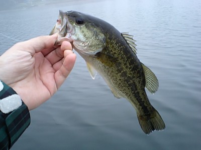 プロショップオオツカ バスフィッシング用品ネット通信販売 ブログ写真 2011/08/04