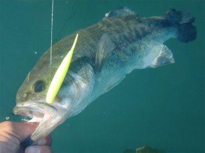 プロショップオオツカ バスフィッシング用品ネット通信販売 ブログ写真 2011/08/09