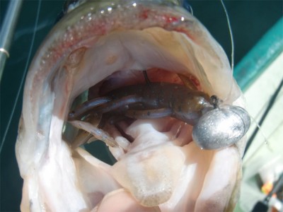 プロショップオオツカ バスフィッシング用品ネット通信販売 ブログ写真 2011/08/09