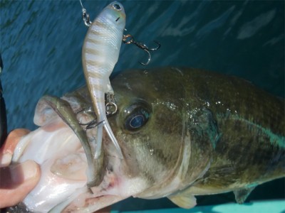 プロショップオオツカ バスフィッシング用品ネット通信販売 ブログ写真 2011/08/09