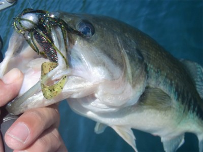 プロショップオオツカ バスフィッシング用品ネット通信販売 ブログ写真 2011/08/09