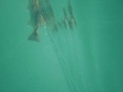 プロショップオオツカ バスフィッシング用品ネット通信販売 ブログ写真 2011/08/14