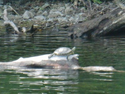 プロショップオオツカ バスフィッシング用品ネット通信販売 ブログ写真 2011/08/14