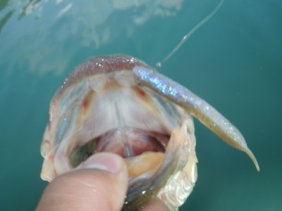 プロショップオオツカ バスフィッシング用品ネット通信販売 ブログ写真 2011/08/14