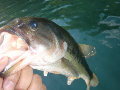 プロショップオオツカ バスフィッシング用品ネット通信販売 ブログ写真 2011/08/14