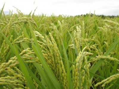 プロショップオオツカ バスフィッシング用品ネット通信販売 ブログ写真 2011/08/24