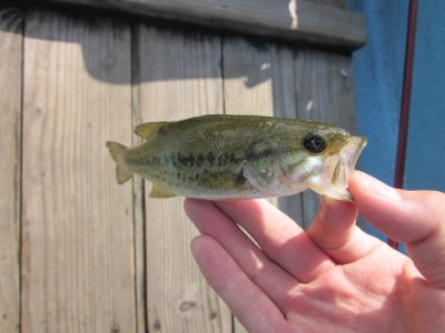 プロショップオオツカ バスフィッシング用品ネット通信販売 ブログ写真 2011/09/01