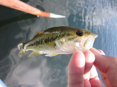 プロショップオオツカ バスフィッシング用品ネット通信販売 ブログ写真 2011/09/01