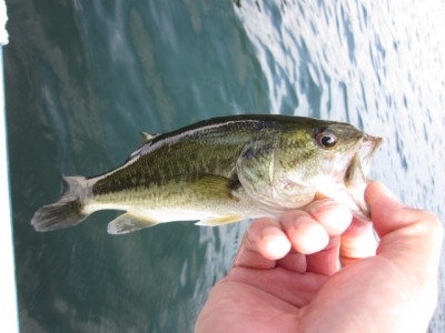 プロショップオオツカ バスフィッシング用品ネット通信販売 ブログ写真 2011/09/01