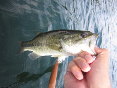 プロショップオオツカ バスフィッシング用品ネット通信販売 ブログ写真 2011/09/01