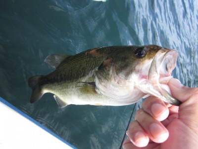 プロショップオオツカ バスフィッシング用品ネット通信販売 ブログ写真 2011/09/01