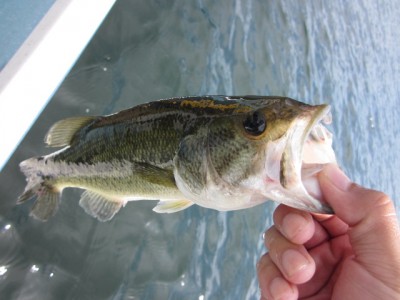 プロショップオオツカ バスフィッシング用品ネット通信販売 ブログ写真 2011/09/01