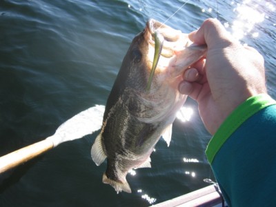 プロショップオオツカ バスフィッシング用品ネット通信販売 ブログ写真 2011/10/06