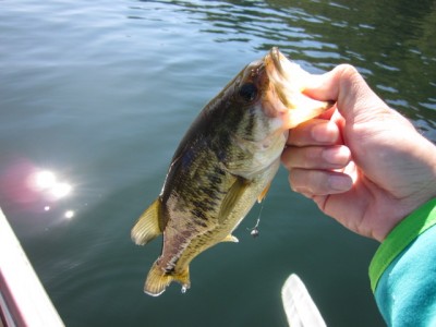 プロショップオオツカ バスフィッシング用品ネット通信販売 ブログ写真 2011/10/06