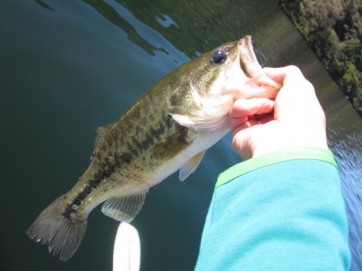 プロショップオオツカ バスフィッシング用品ネット通信販売 ブログ写真 2011/10/06