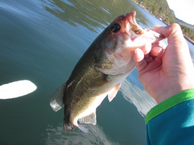 プロショップオオツカ バスフィッシング用品ネット通信販売 ブログ写真 2011/10/06