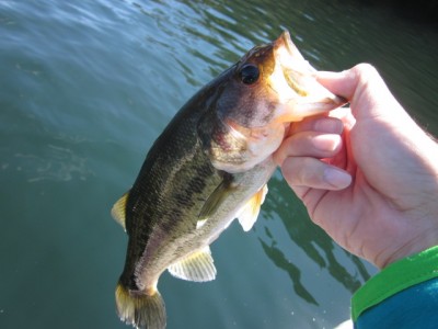 プロショップオオツカ バスフィッシング用品ネット通信販売 ブログ写真 2011/10/06