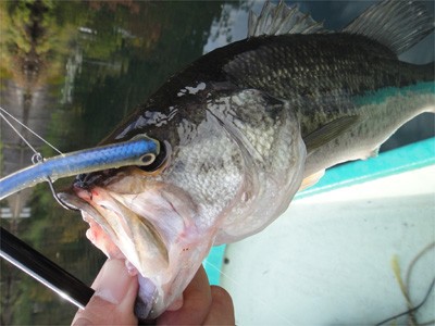 プロショップオオツカ バスフィッシング用品ネット通信販売 ブログ写真 2011/10/20