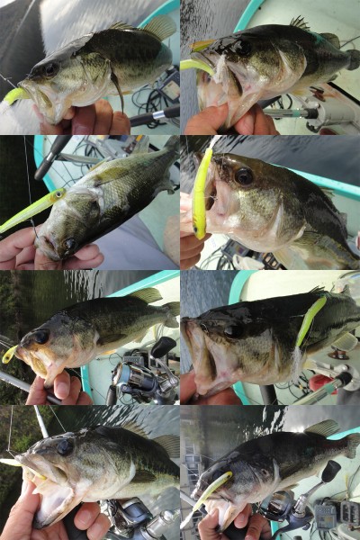 プロショップオオツカ バスフィッシング用品ネット通信販売 ブログ写真 2011/10/20