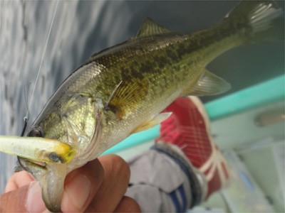 プロショップオオツカ バスフィッシング用品ネット通信販売 ブログ写真 2011/10/20